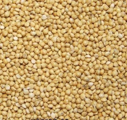 Supreme Grade Yellow Millet