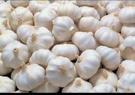 Best Quality Fresh Garlic (Lehsan)