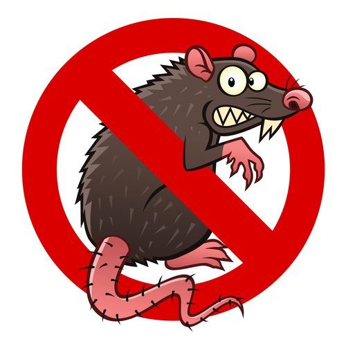 Affordable Rodent Control Service By Pest Care Solution