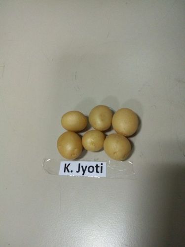 Early Generation Potato Seed (G0)