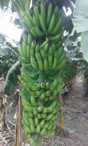 Tissue Culture Banana (G9) Plants