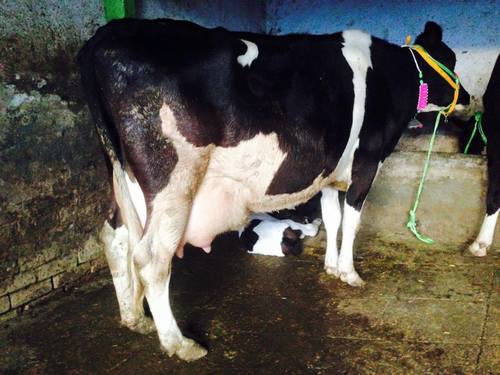 High Milk Production HF Cow