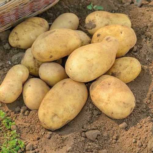 High Quality Fresh Potatoes 
