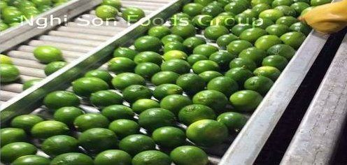 Fresh IQF Seedless Lime