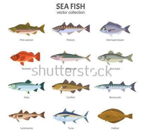 Fresh Sea & River Fishes