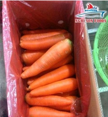 Fresh Carrot 15-25 cm Long