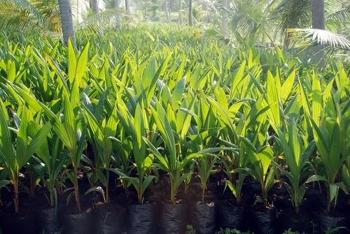 Hybrid Coconut Tree Plants