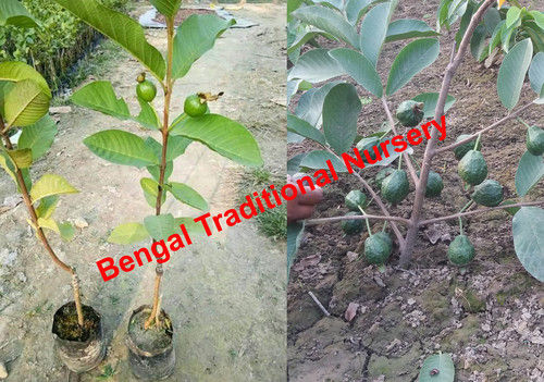 Thai 7 Guava Plant