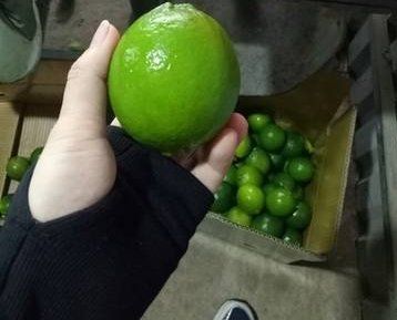 Grade A Green Seedless Lime