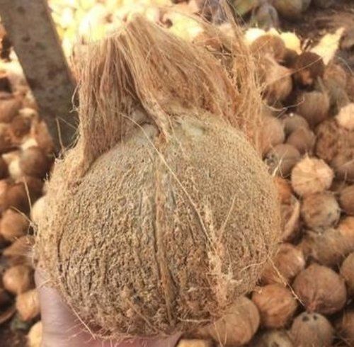 Export Quality Dry Coconut