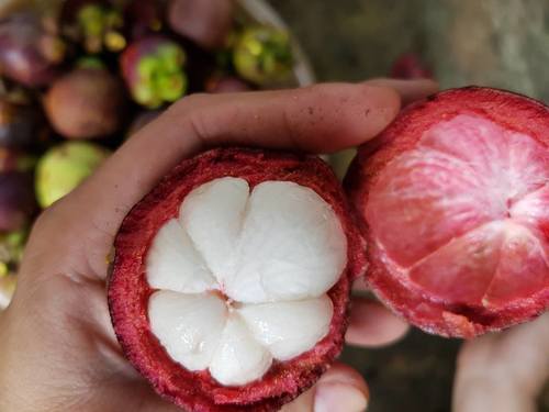 High Grade Purple Mangosteen