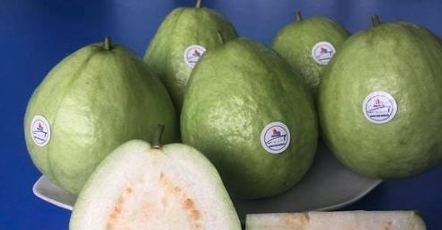 Green A Grade Fresh Guava