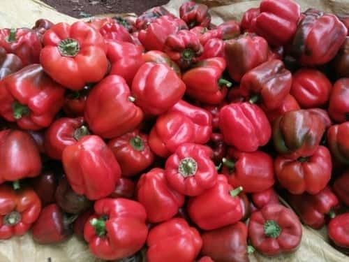 Natural And Fresh Red Capsicum