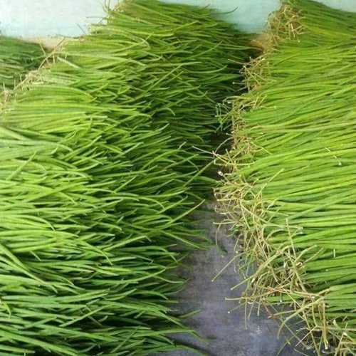 Green Drumstick Vegetable