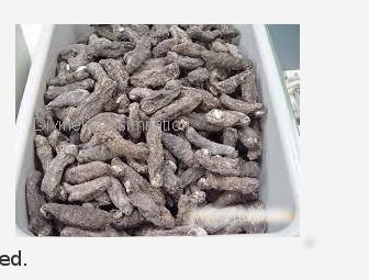 Warm Frozen Good Sea Cucumber