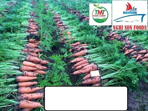 Fresh Carrot With High Quality By Nghi Son Aquatic Product Ex Im Co Ltd
