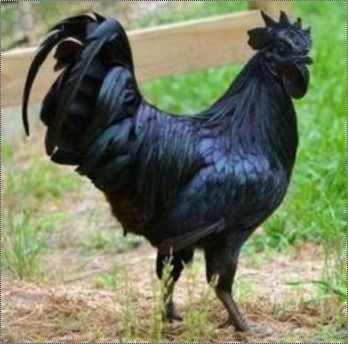 Pure Kadaknath Breed Chicken