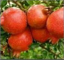 Fresh And Sweet Pomegranate