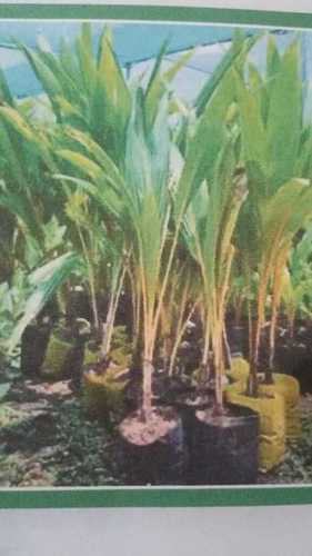 Chowghat Orange Dwarf Coconut Seedlings