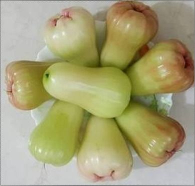 Premium Thailand Water Apple