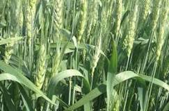 Organic Wheat Grain