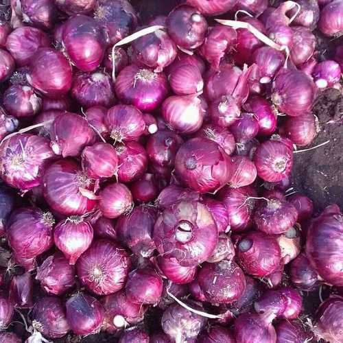 Top Quality Fresh Red Onion