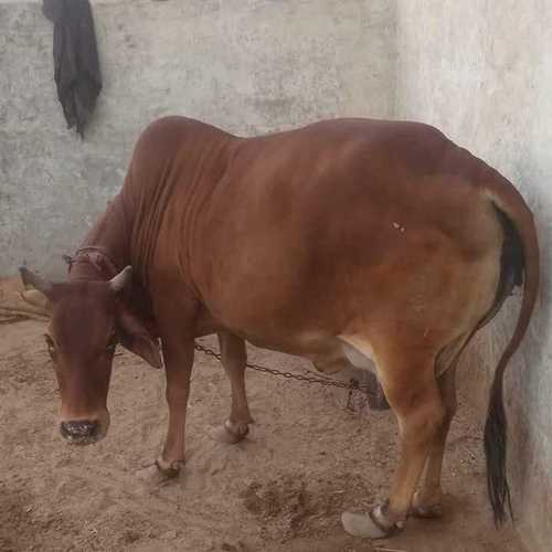  हैवी बोन साहीवाल गाय 