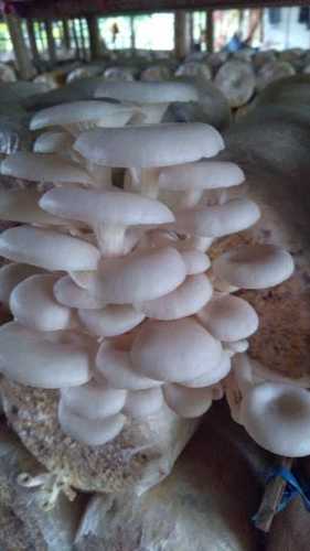 Premium Grade Fresh Mushrooms