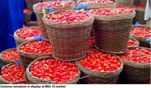 100% Natural Fresh Tomatoes