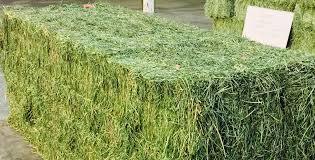 High Quality Alfalfa And Corn Silage Ash %: 1.68%