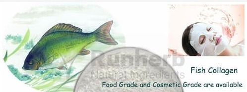 Best Quality Fish Collagen