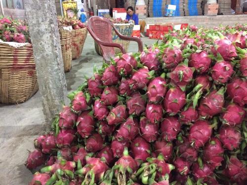 Fresh Dragon Fruit