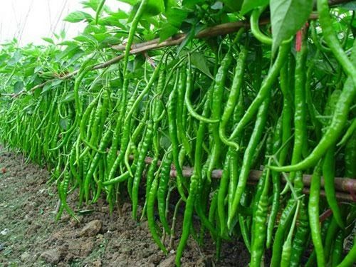 Long Size Fresh Green Chilli