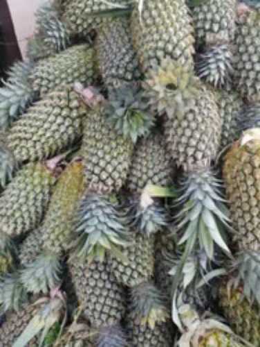 Fresh Pineapple Fruit