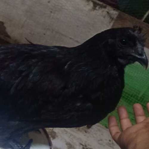 Pure Black Kadaknath Chicken