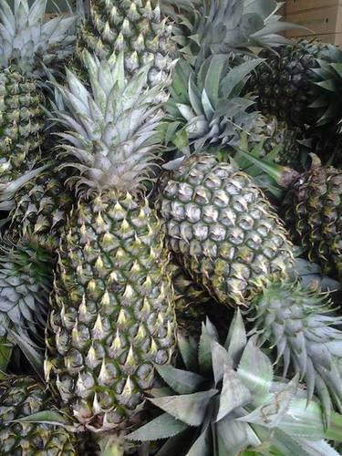 Green And Yellow Vietnam Fresh Pineapples