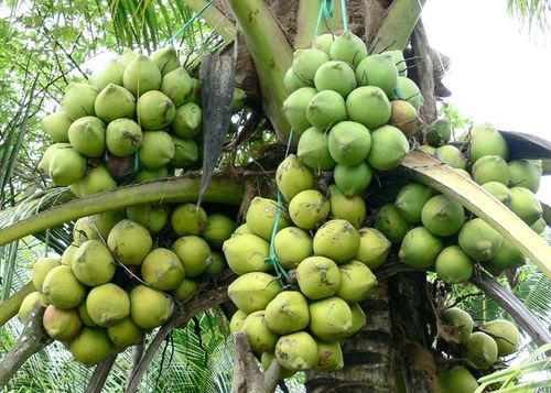 Naturally Fresh Tender Coconut