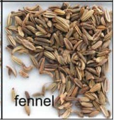 Grade Aaa Plus Fennel Seeds