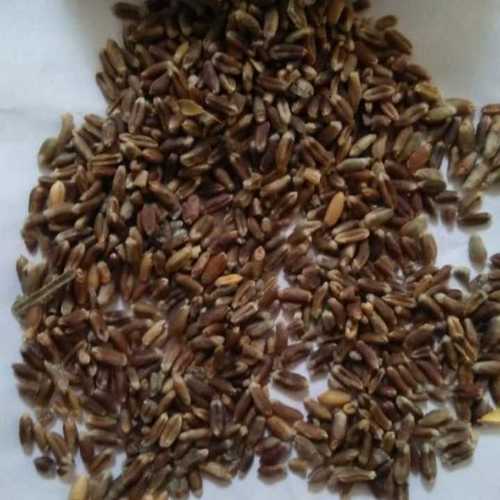 Pure Organic Purple Wheat