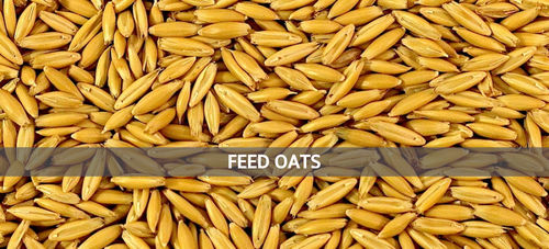 Premium Quality Animal Feed Oats