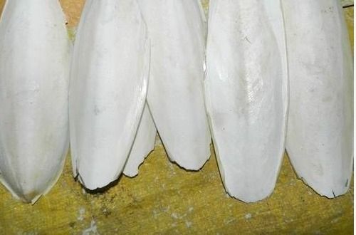 Fresh Vietnam Cuttlefish Bone