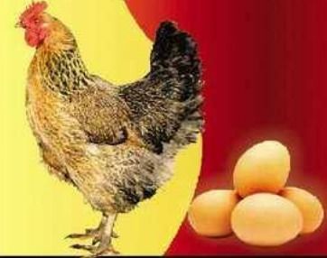 Desi Fresh Poultry Eggs - Off-Whitish & Light Brown Color, Naturally Healthier and Nutritious Eggs