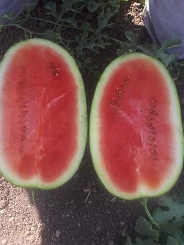100% Natural Fresh Watermelon