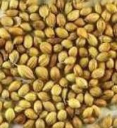 Organic Coriander Seeds - Premium Quality Dry Cilantro Spice, Whole & Ground Options