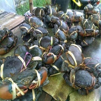 Fresh Live Crab, Live Mud Crab