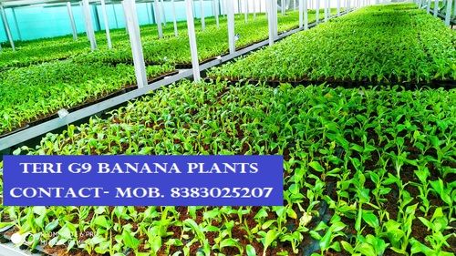 G. Nain Primary Hardened Tissue Culture Banana Plant