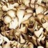 Dried Oyster Mushroom