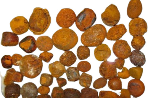 गुणवत्ता वाली गाय और बैल पित्ताशय की पथरी