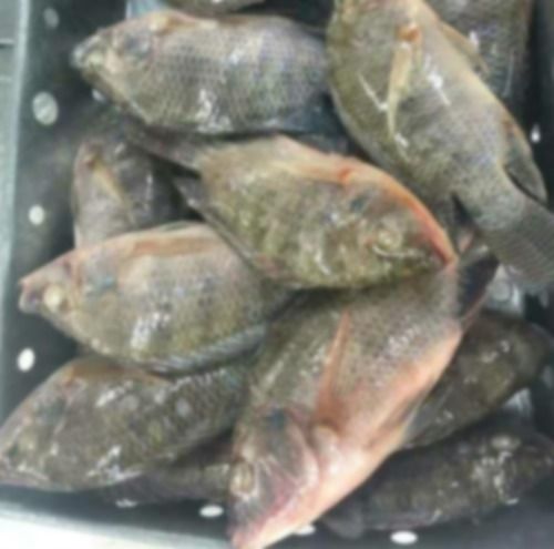 Sell Frozen Tilapia Fish