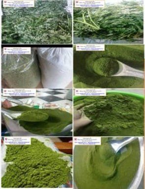 Herbal Moringa Powder Shelf Life: 2 Years